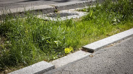Straßenrand mit Grünstreifen, Gras und Wildpflanzen wachsen zwischen Bordstein und Asphalt.