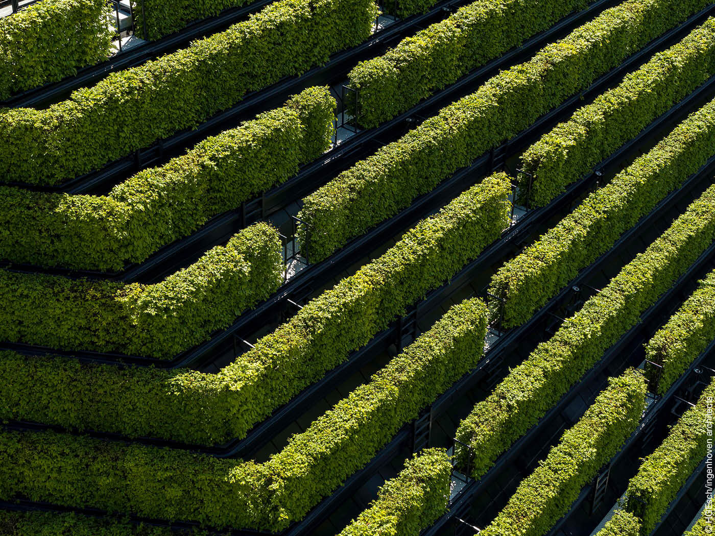 Hainbuchenhecken zur Fassadenbegrünung
