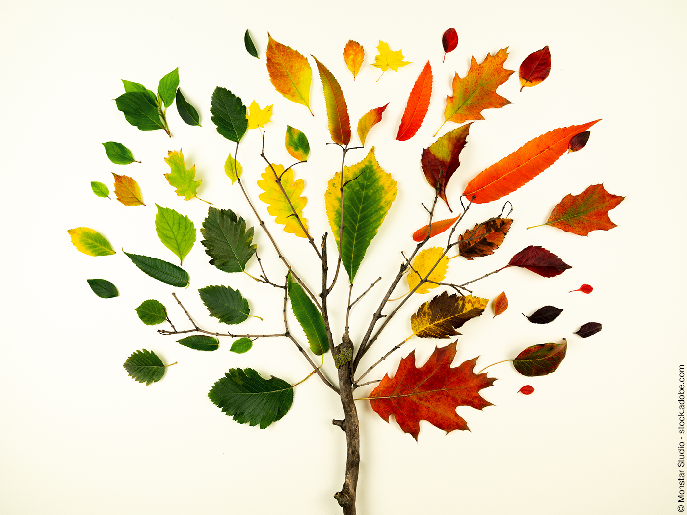 Ast mit unterschiedlich farbigen Blättern