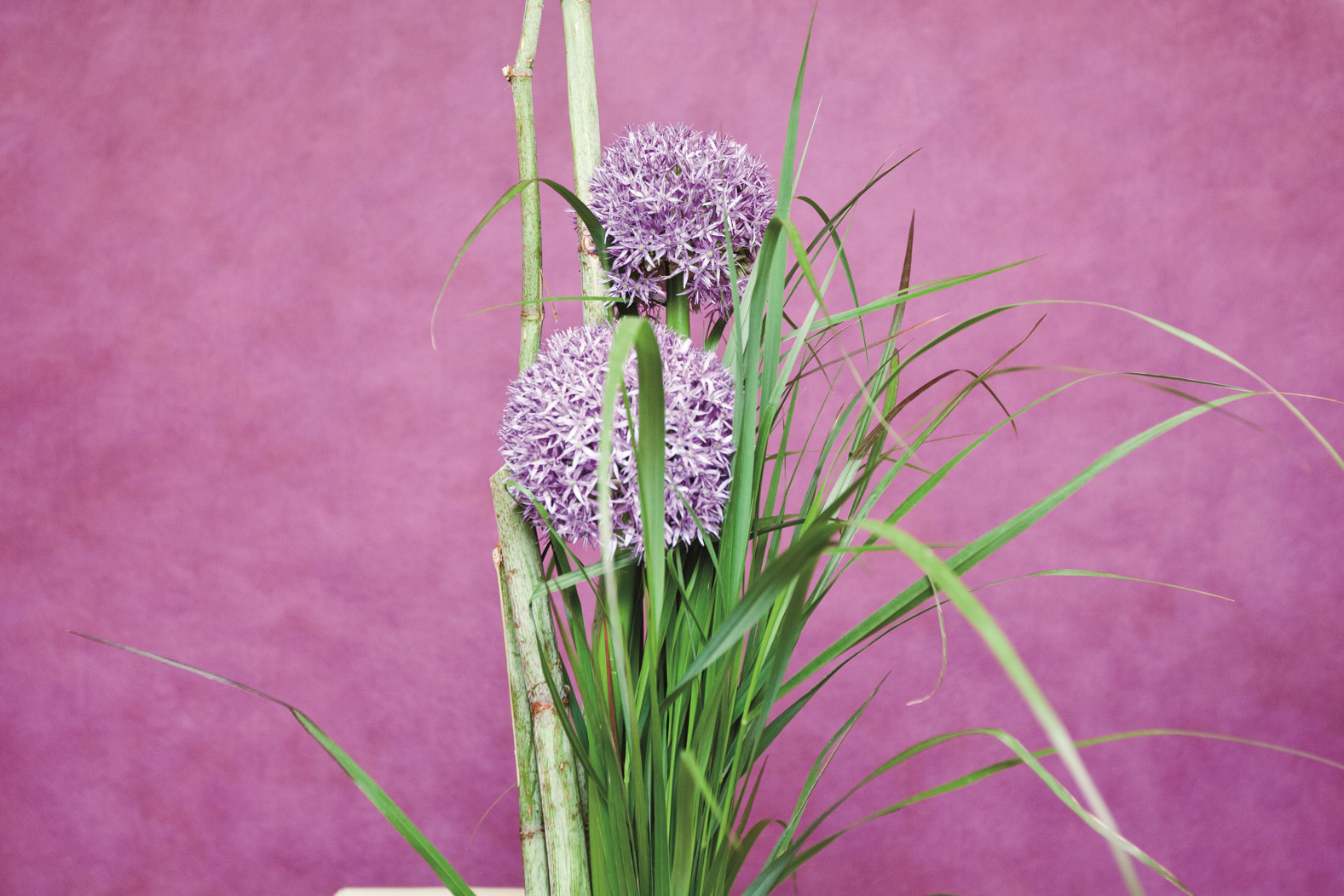 Violette Blume vor violetter Wand