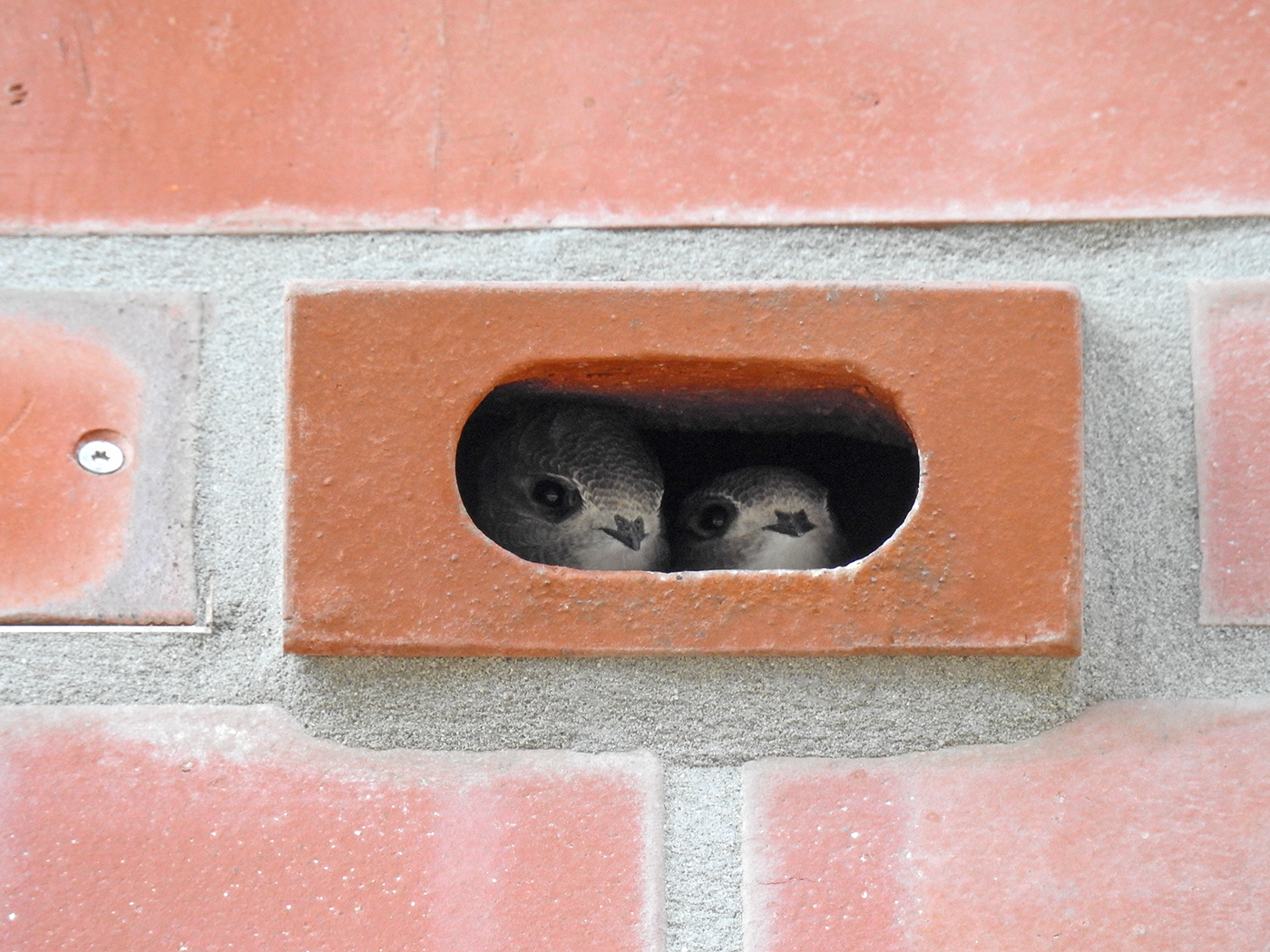 Zwei Vögel in einem Nistklinker