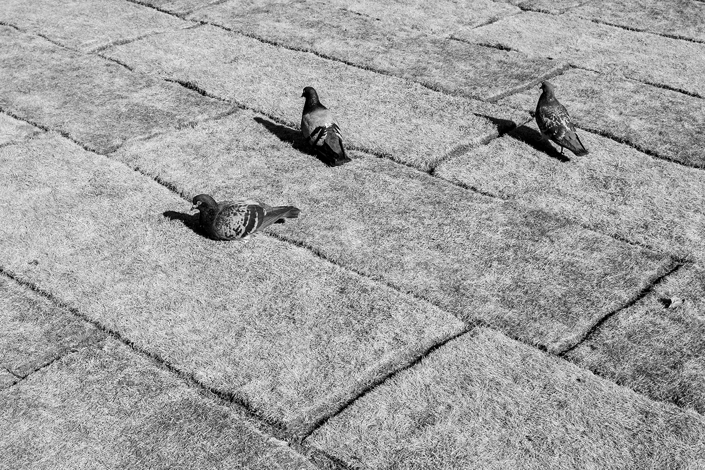Tauben auf vertrockneten Grasmatten