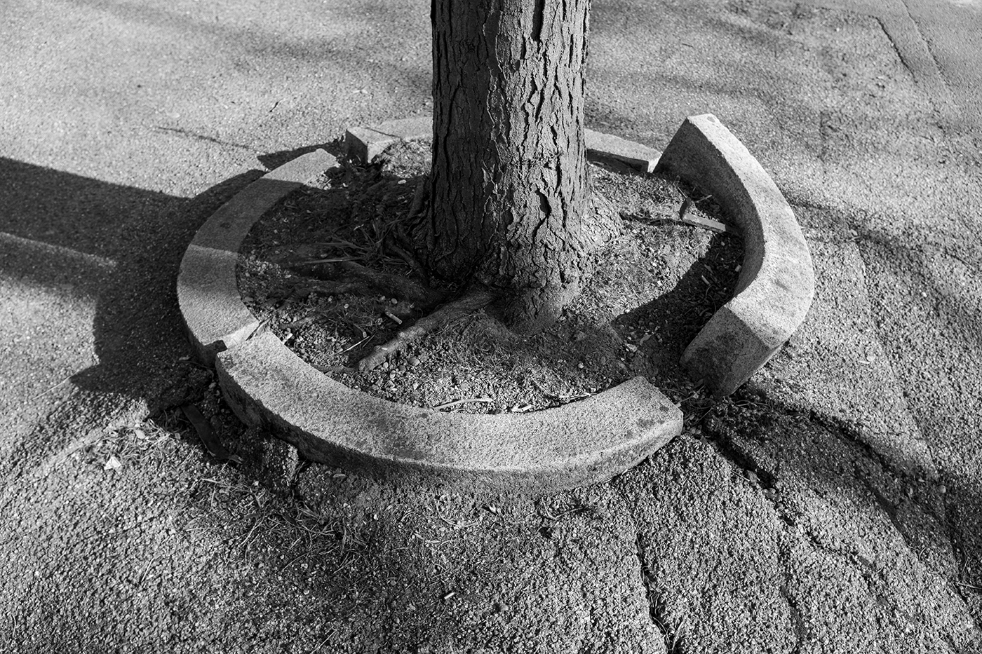 Winzige Baumscheibe, deren Rand sich anhebt